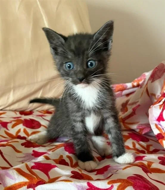 A baby small-sized male Domestic Short Hair cat named Zorro for adoption in Chula Vista, CA