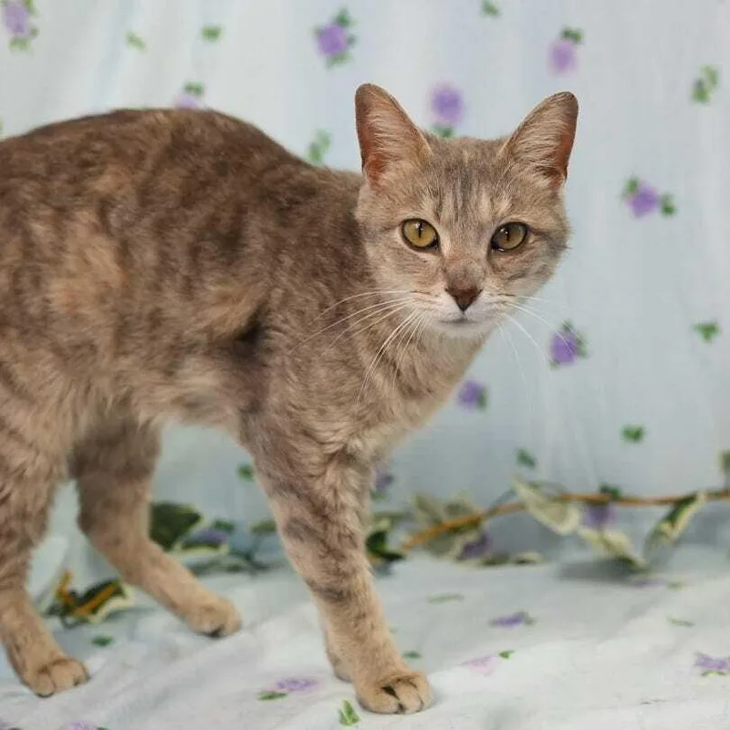 Cranberry thumbnail 2