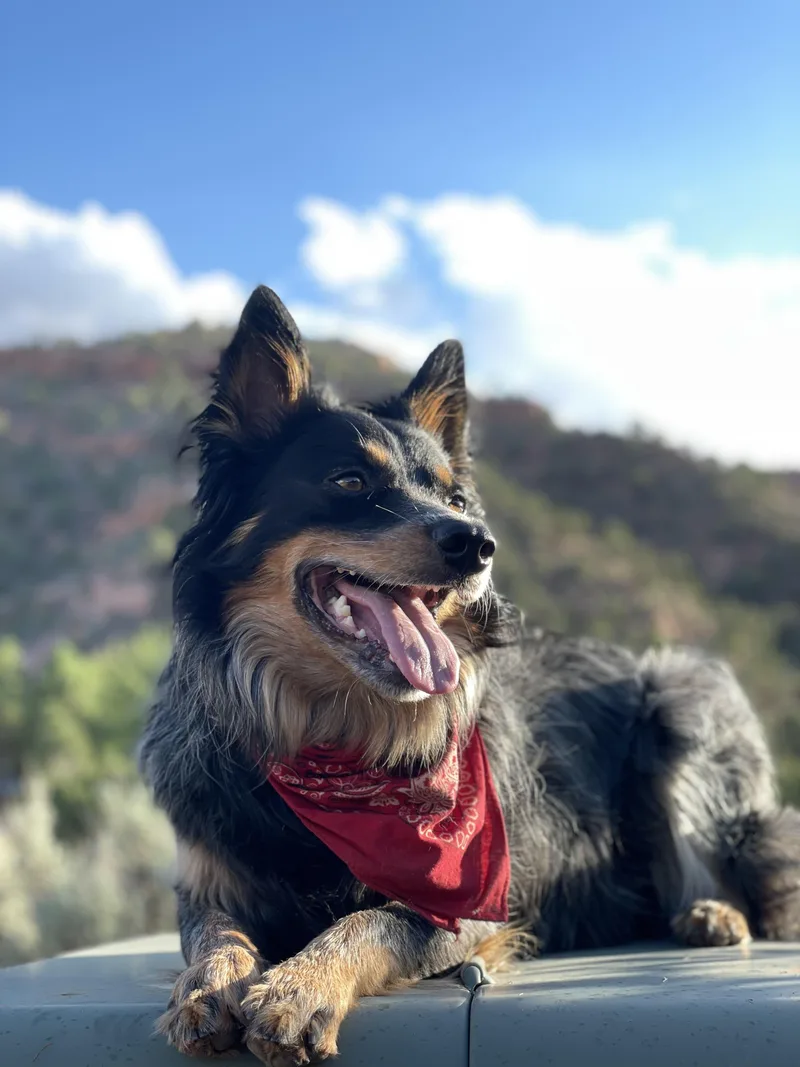 An adult medium-sized male Australian Cattle Dog / Blue Heeler dog named Reiko for adoption in Rough And Ready, CA