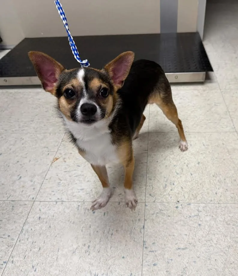 A young small-sized male Tricolor (Brown, Black, & White) Chihuahua dog named Loco for adoption in Oakdale, CA