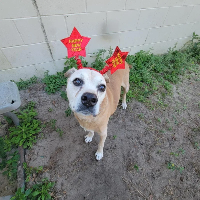 A senior large-sized female Yellow / Tan / Blond / Fawn American Staffordshire Terrier dog named Lucille for adoption in Lake Panasoffkee, FL