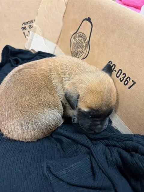 A baby small-sized female German Shepherd Dog dog named Jelly Bean for adoption in Riverside, CA