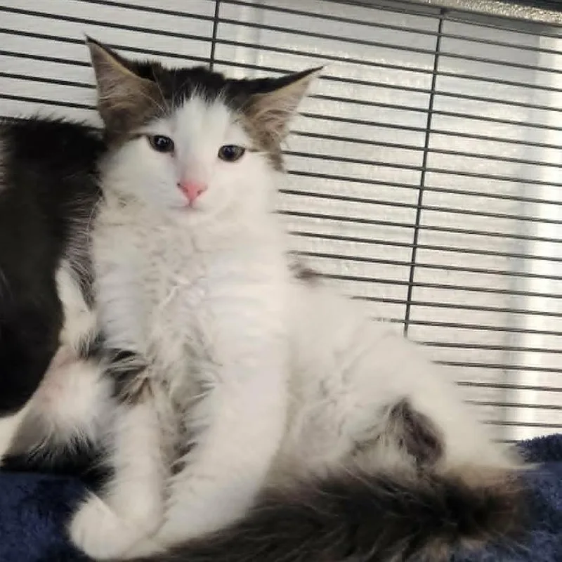 A baby small-sized female Brown / Chocolate Domestic Short Hair cat named Nettle for adoption in Hampton Bays, NY