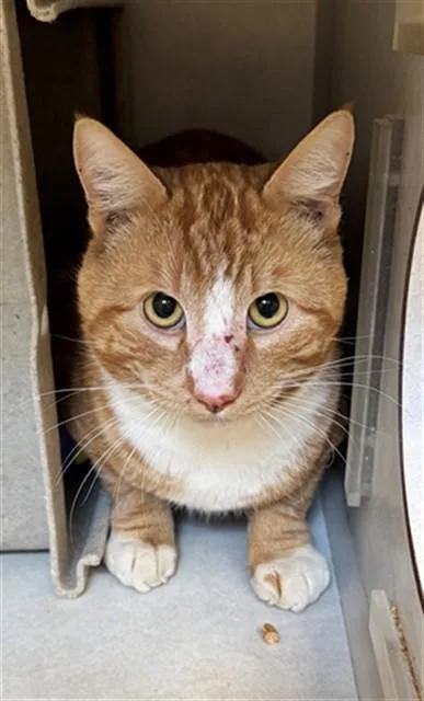 A young medium-sized male Domestic Short Hair cat named Sunny for adoption in San Luis Obispo, CA