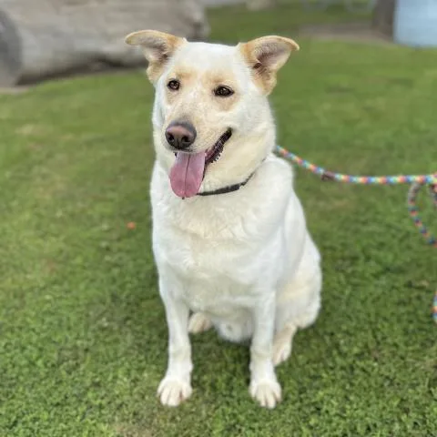 An adult large-sized male German Shepherd Dog dog named Alif for adoption in Camarillo, CA
