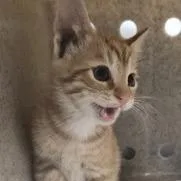 Wednesday Addams thumbnail 2