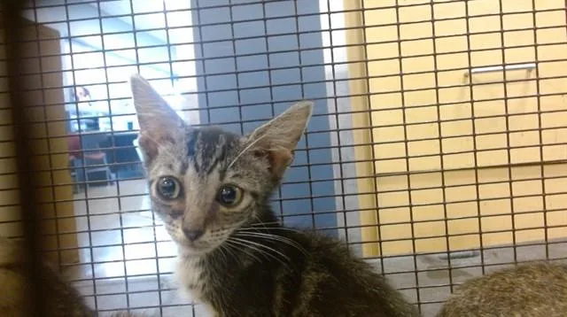 A baby small-sized female Domestic Short Hair cat named Chikki for adoption in Miami, FL