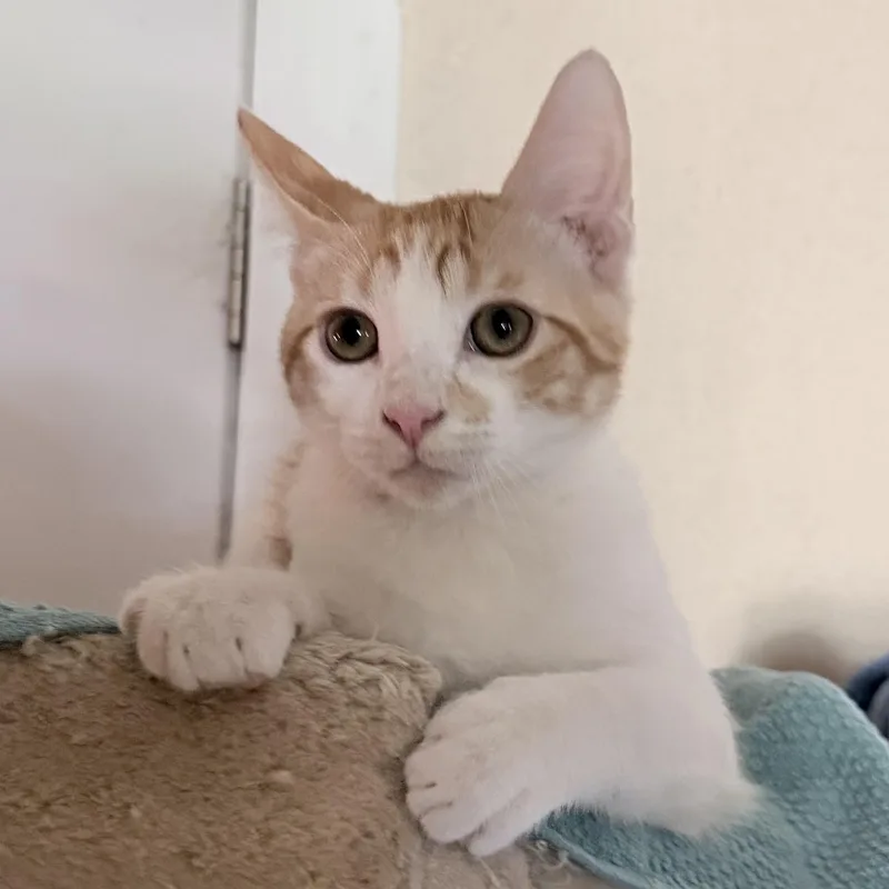 A baby small-sized female Calico Domestic Short Hair cat named Cutie & Patches for adoption in Liverpool, TX