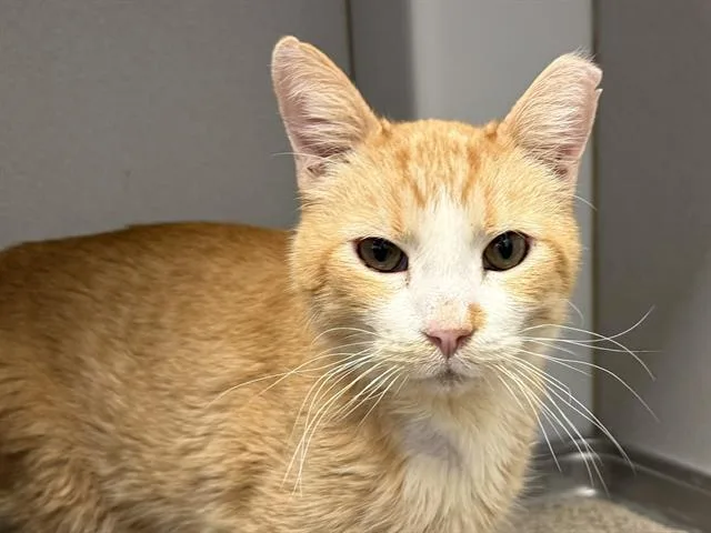 An adult small-sized male Domestic Short Hair cat named Angelo for adoption in Tucson, AZ