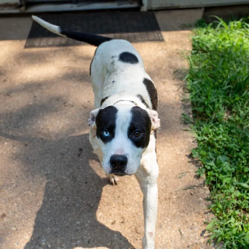 Scoville thumbnail 3