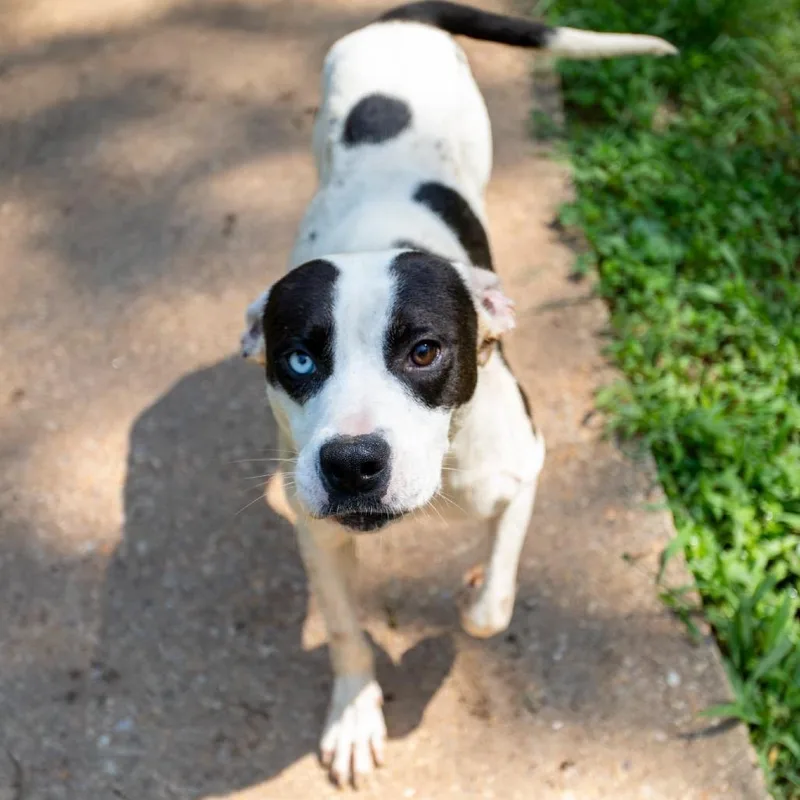 Scoville thumbnail 4