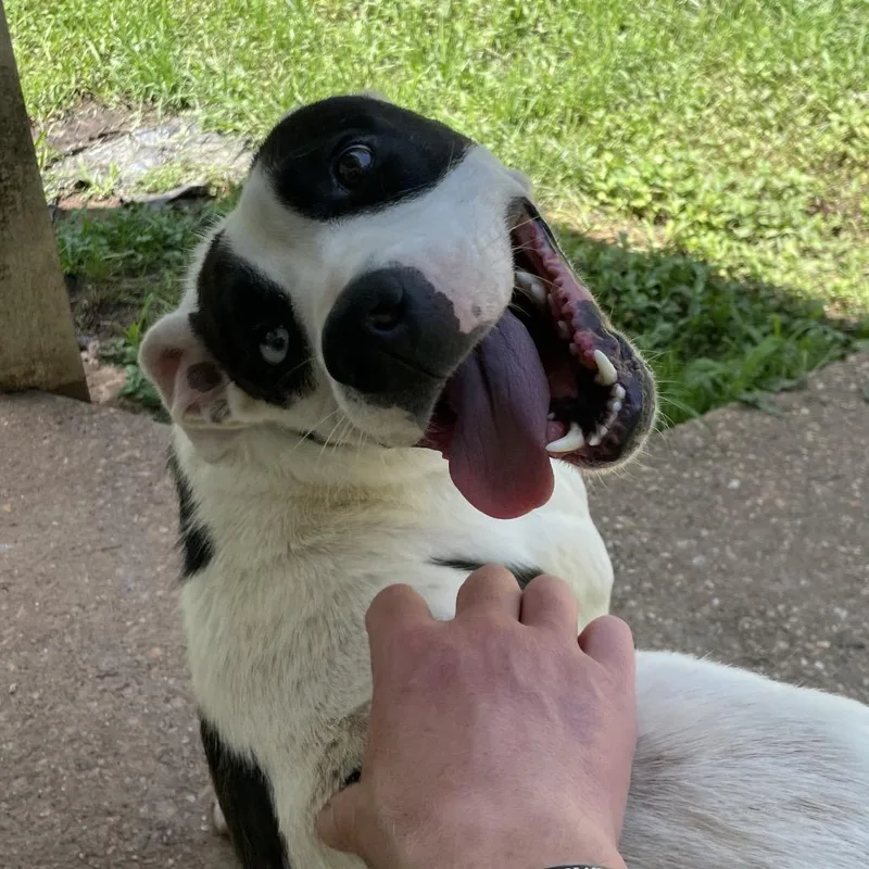 Scoville thumbnail 6