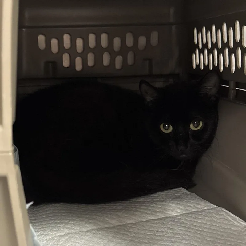 A young medium-sized female Black Domestic Short Hair cat named Keziah for adoption in Salt Lake City, UT