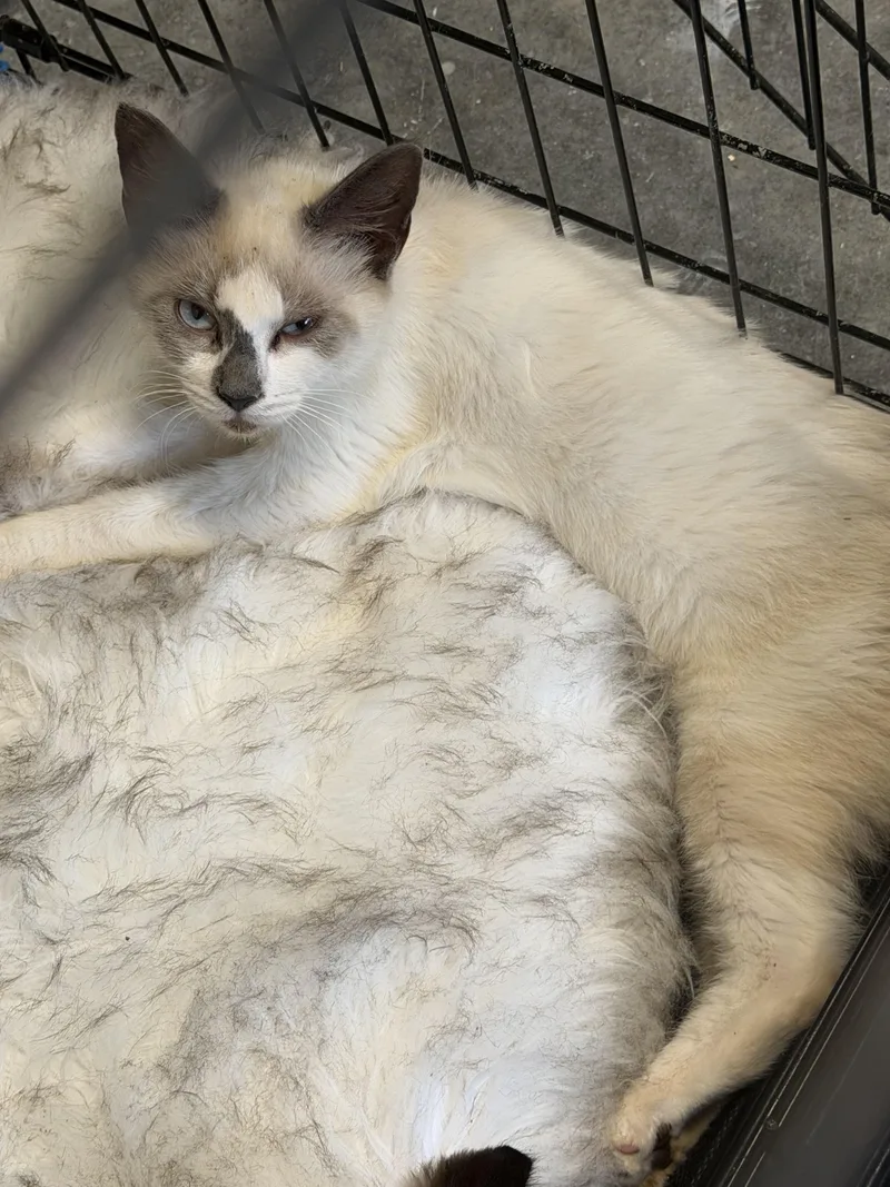 A baby medium-sized female Snowshoe cat named Sammy for adoption in Charlotte, NC