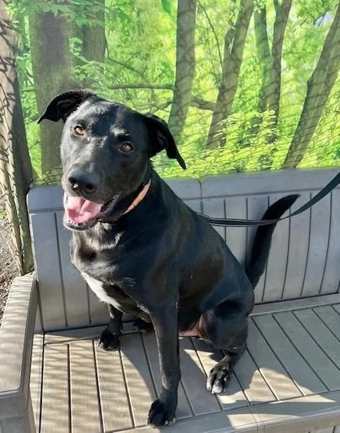 A young large-sized male Black Labrador Retriever dog named Max for adoption in Phoenix, OR