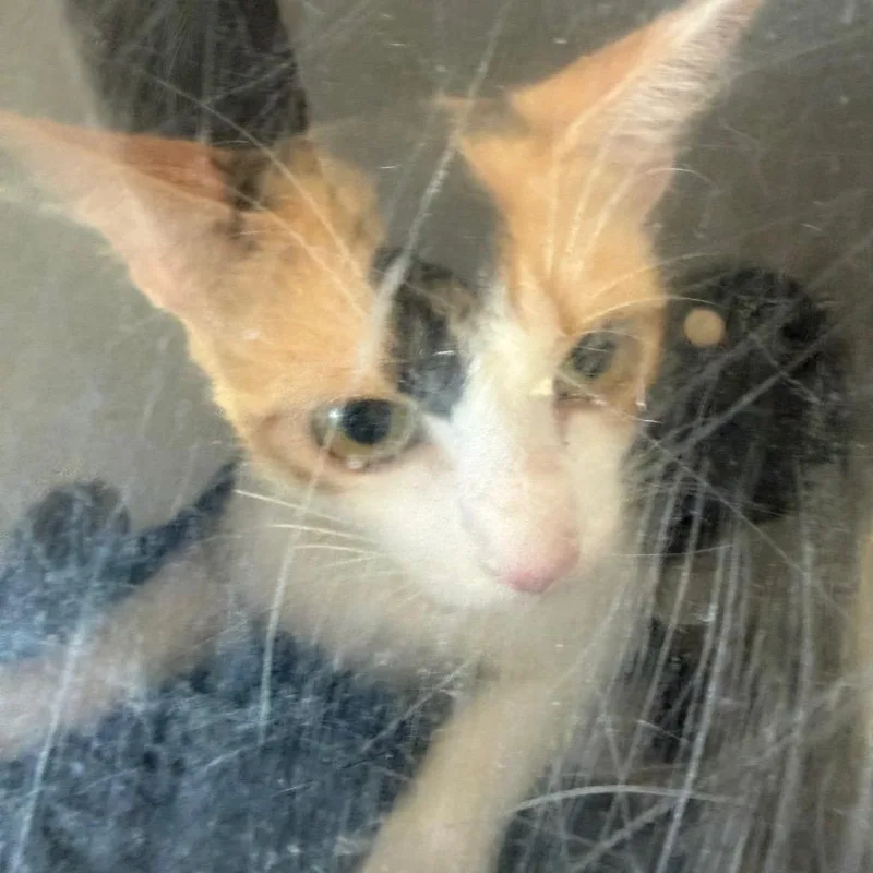 An adult medium-sized female Calico Domestic Short Hair cat named Winnie for adoption in Birmingham, AL