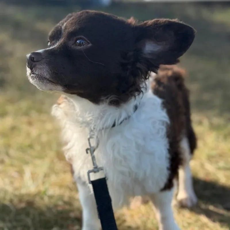 An adult small-sized male Brown / Chocolate Papillon dog named Happy Lappy for adoption in Fredericksburg, VA