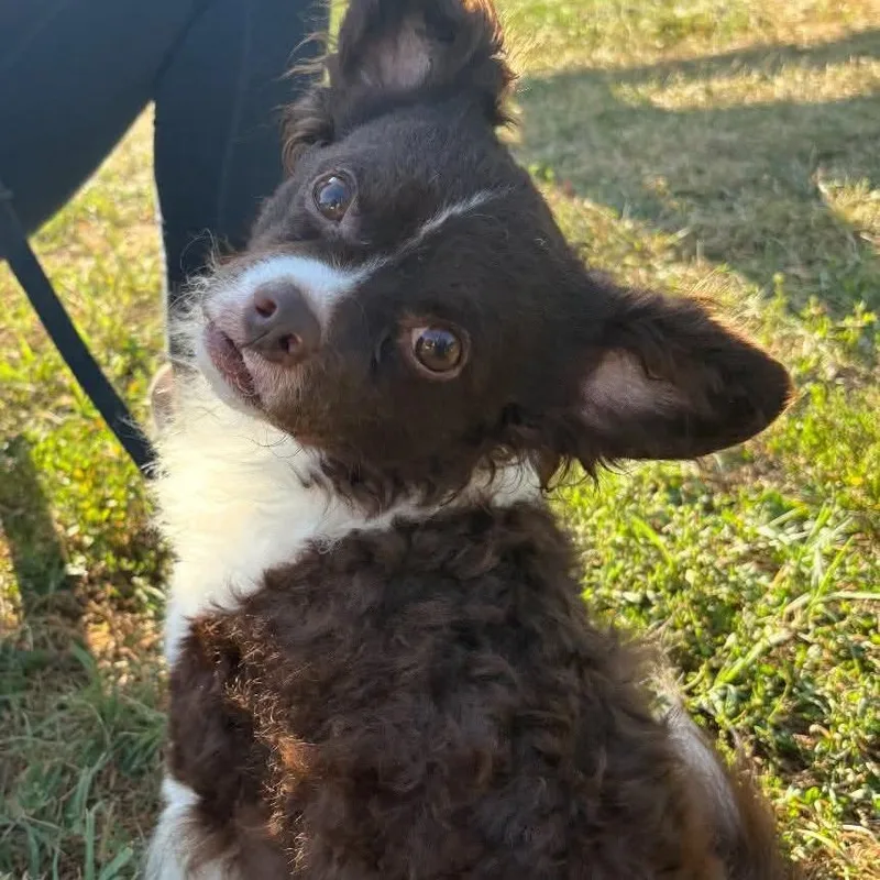 Happy Lappy thumbnail 4