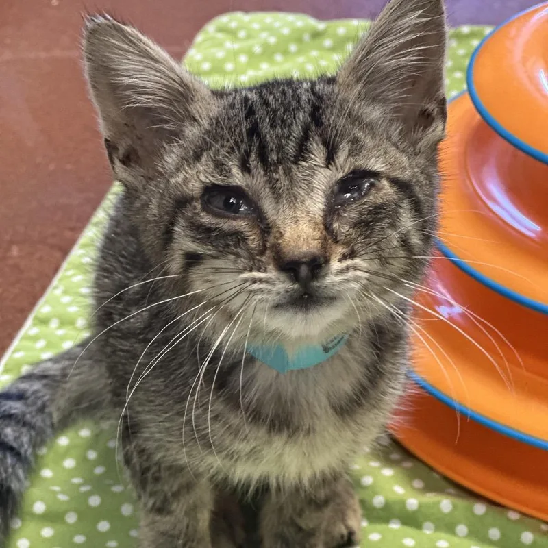 A baby small-sized male Brown / Chocolate Domestic Short Hair cat named Boogie for adoption in Santa Barbara, CA