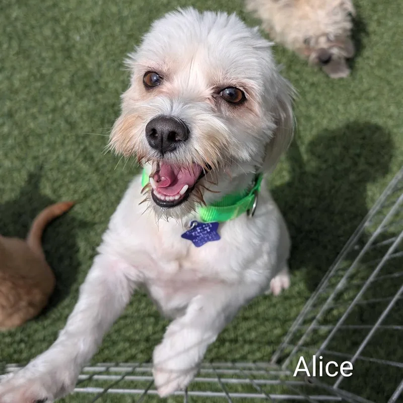 Alice