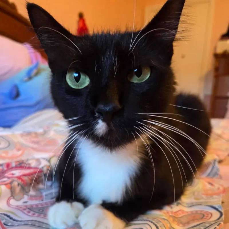 An adult large-sized male Black Domestic Medium Hair cat named Owl for adoption in Boston, MA