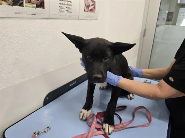 A baby large-sized female Labrador Retriever dog named Janet for adoption in Mesa, AZ