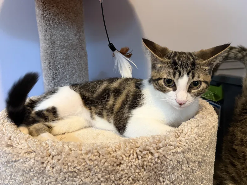 A baby medium-sized male Tabby (Brown / Chocolate) Domestic Short Hair cat named Helios for adoption in Sterling Heights, MI