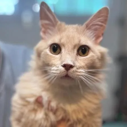 An adult medium-sized male Buff / Tan / Fawn Domestic Long Hair cat named Diesel for adoption in Newburgh, NY