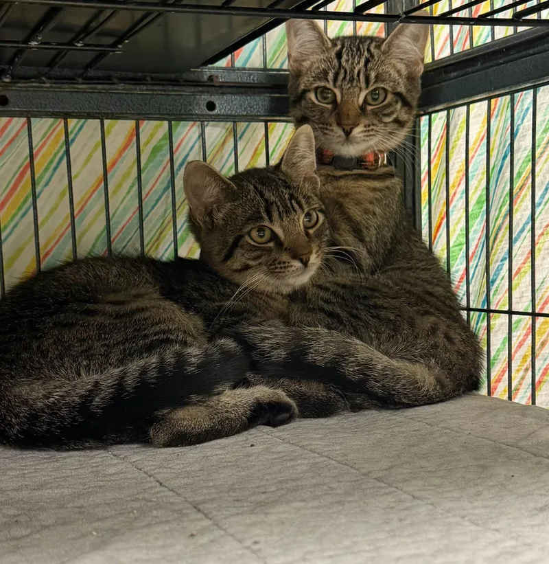 A baby large-sized female Tabby cat named Tamara and Murano for adoption in Ringwood, NJ