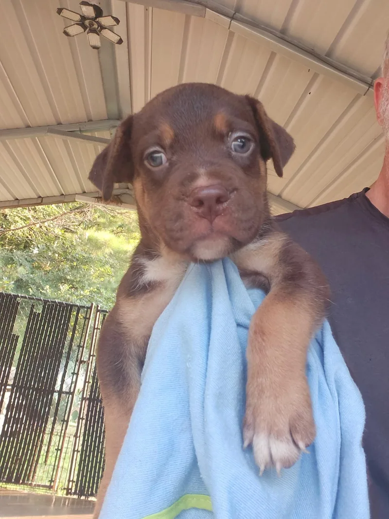 A baby medium-sized male Mixed Breed dog named Nicos for adoption in Fairfield, NJ