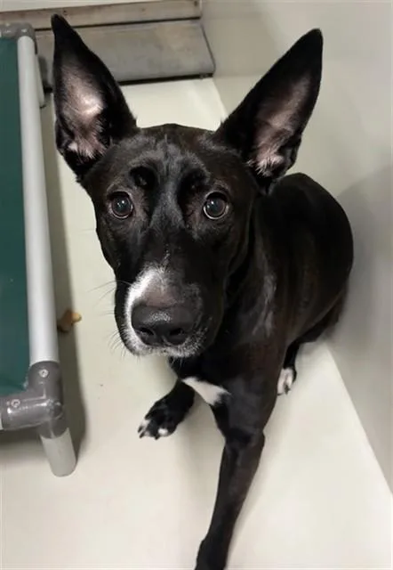 An adult medium-sized female Labrador Retriever dog named Foxy for adoption in Upper Marlboro, MD