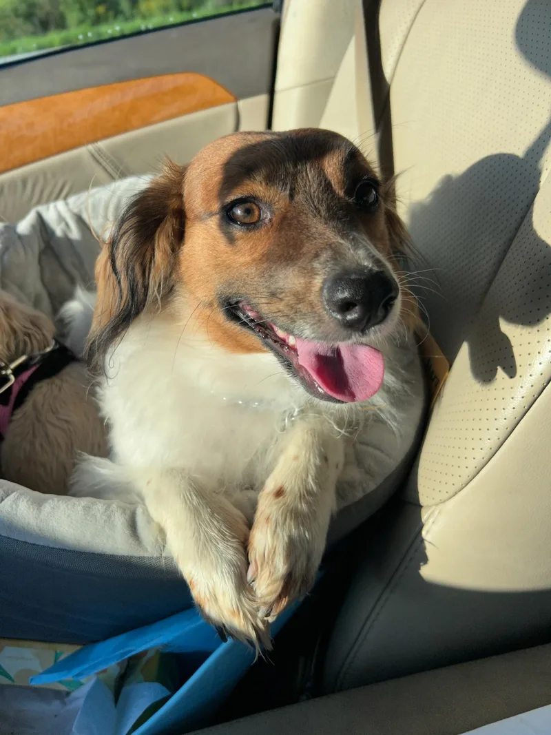 A young medium-sized female Terrier dog named Mary in Maine for adoption in Kennebunkport, ME