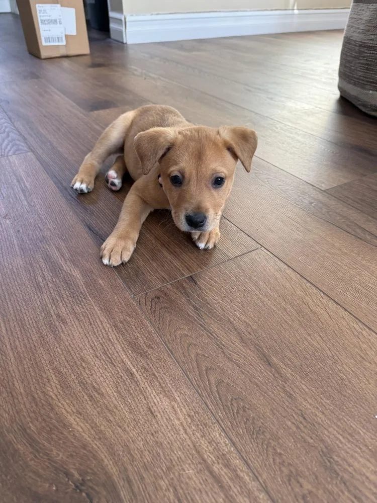 A baby medium-sized male Tricolor (Brown, Black, & White) Shepherd dog named Mandala for adoption in Clinton Township, MI