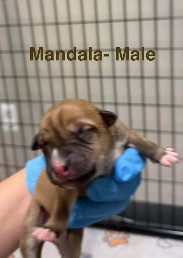 Mandala thumbnail 3