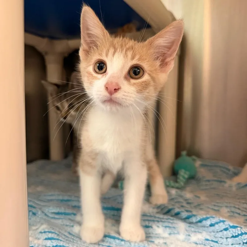 A baby medium-sized male Tabby (Buff / Tan / Fawn) Domestic Short Hair cat named Lantern for adoption in Fenton, MI