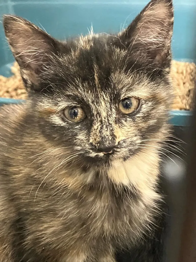 Marmalade