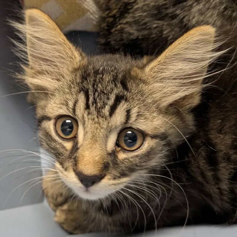 A baby small-sized male Domestic Long Hair cat named Wolfman for adoption in Chicago, IL