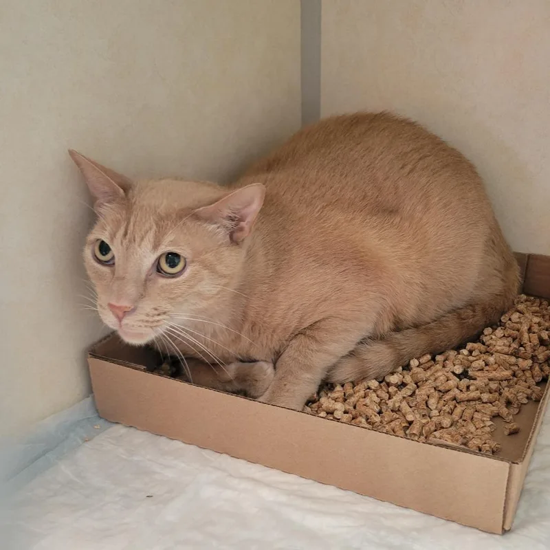 An adult large-sized male Buff / Tan / Fawn Domestic Short Hair cat named Mufasa for adoption in Westminster, CA