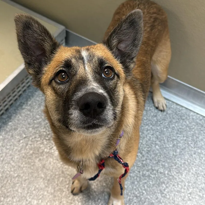 An adult medium-sized female Brown / Chocolate Shepherd dog named Rosalie for adoption in Durango, CO