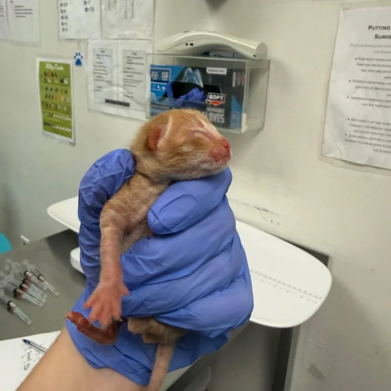 A baby small-sized male Orange / Red Domestic Short Hair cat named Batiks for adoption in Charleston, WV