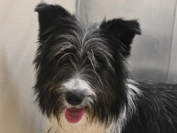 A young medium-sized female Border Collie dog named Brenda for adoption in Portland, OR