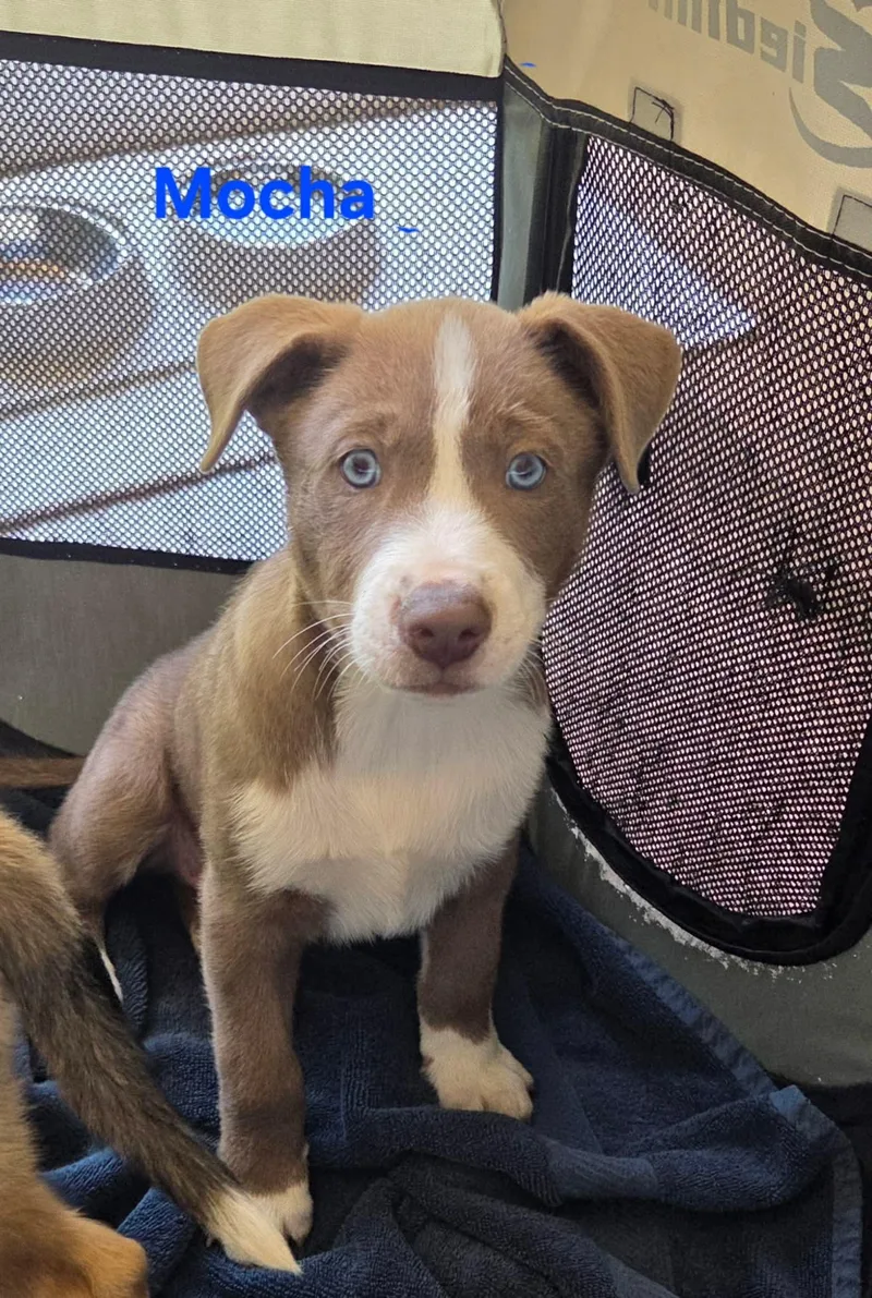 A baby large-sized male Labrador Retriever dog named Marilynn's Puppy Mocha for adoption in San Diego, CA