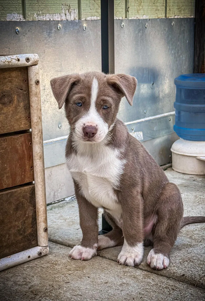 Marilynn's Puppy Mocha thumbnail 2