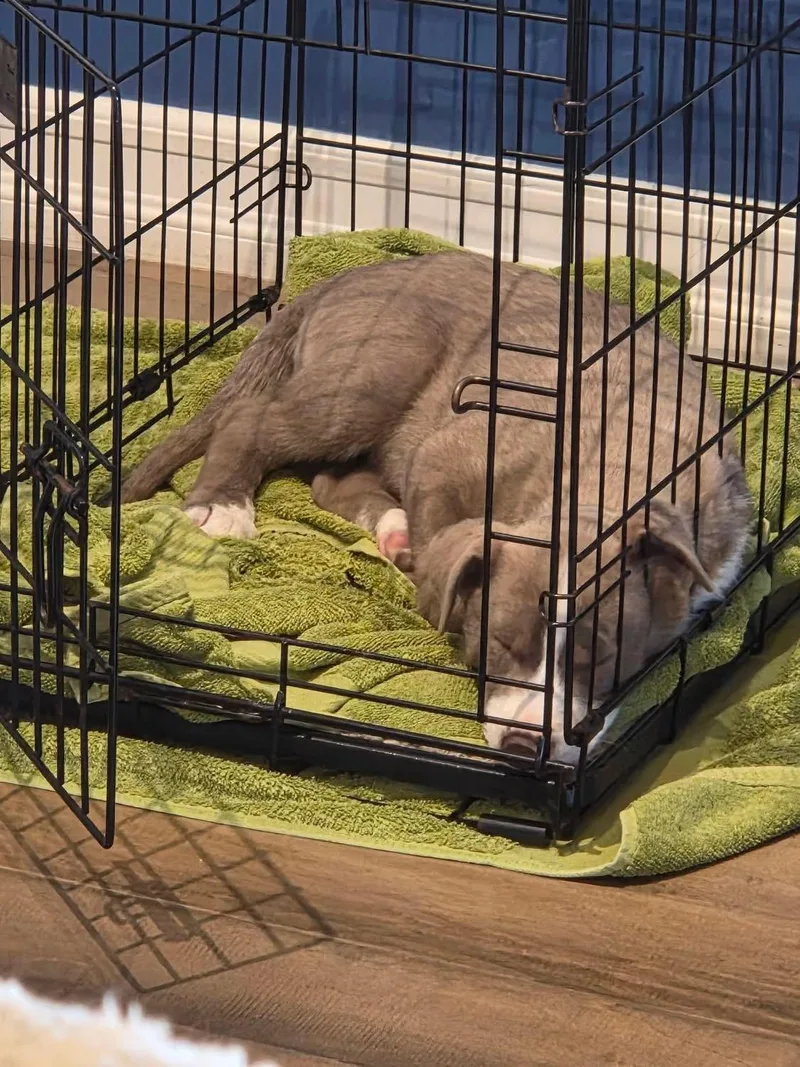 Marilynn's Puppy Mocha thumbnail 3