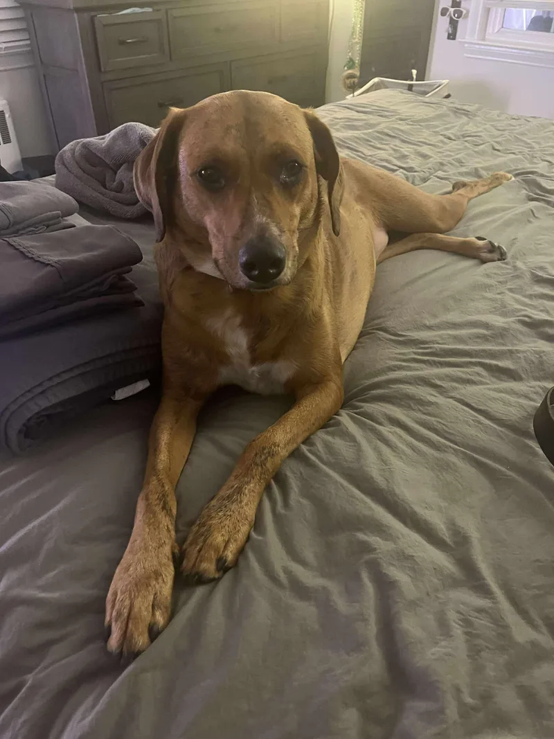 Garbanzo Bean thumbnail 5