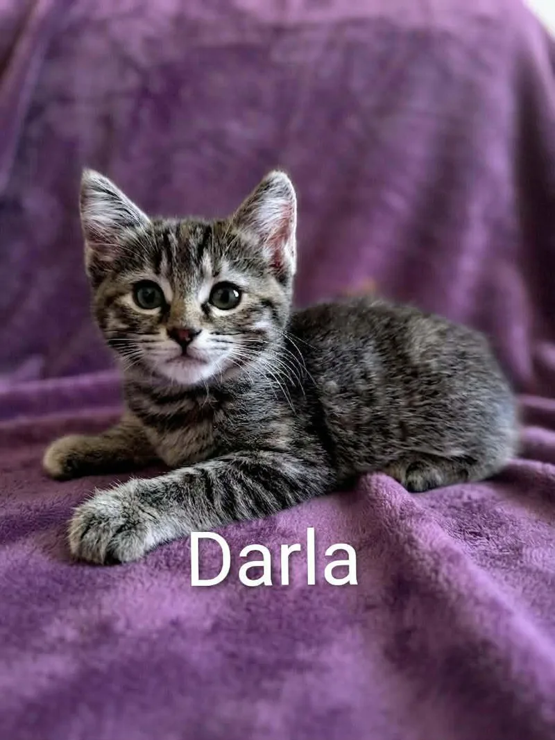 Darla thumbnail 2