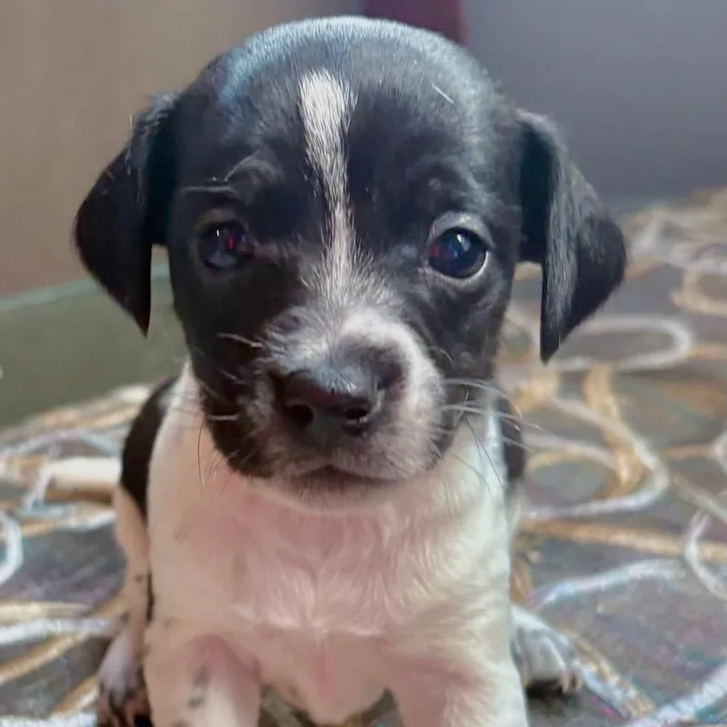 A baby small-sized male Black Chihuahua dog named Robin for adoption in Manalapan, NJ