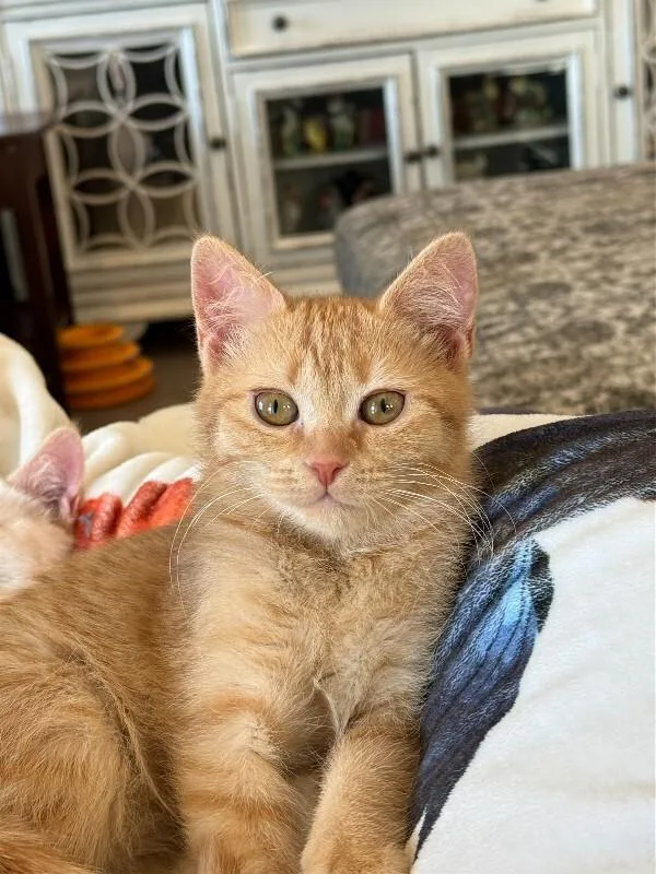 Forsythia thumbnail 2