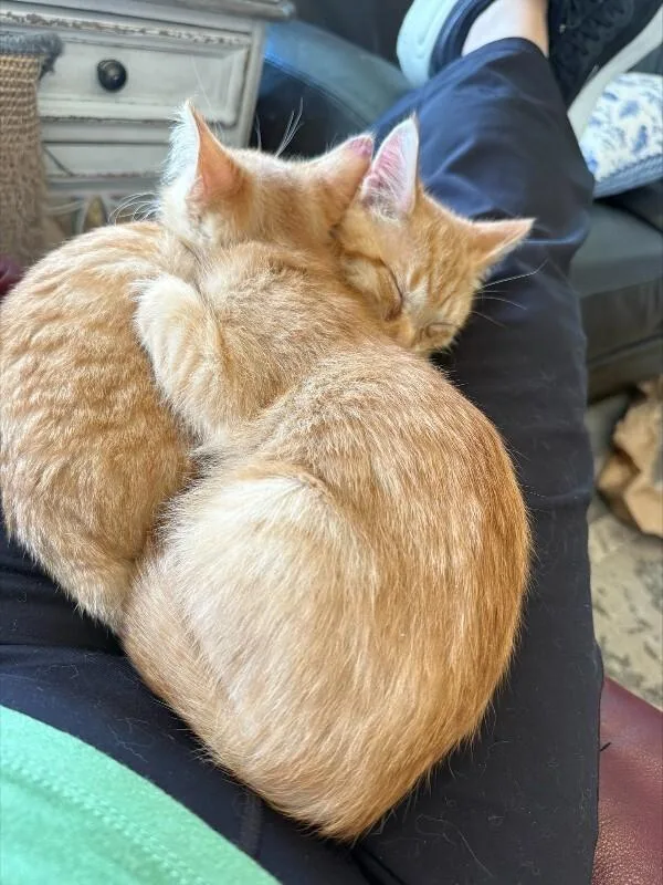 Forsythia thumbnail 3