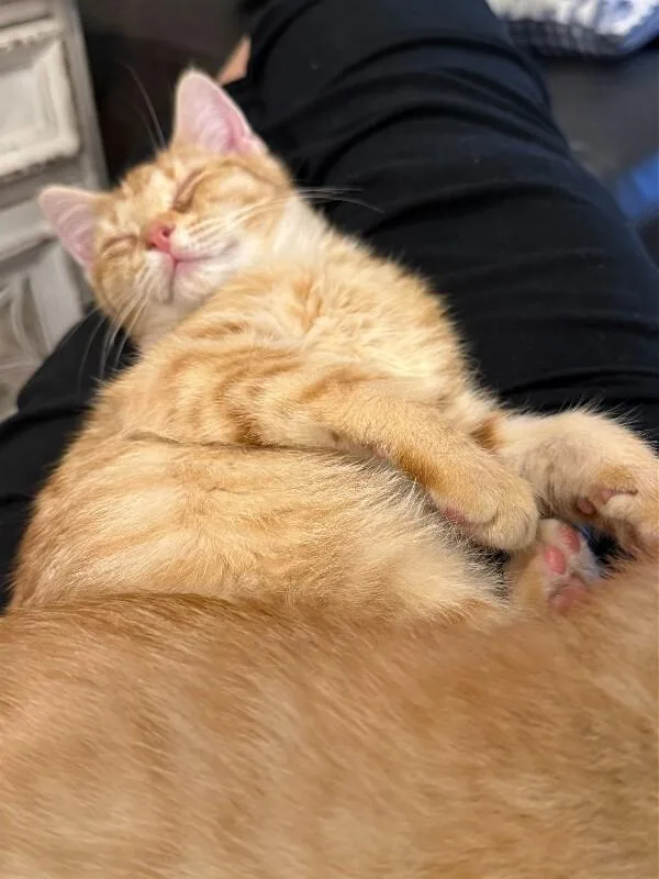 Forsythia thumbnail 4